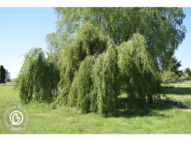 Betula pendula   'Youngii'